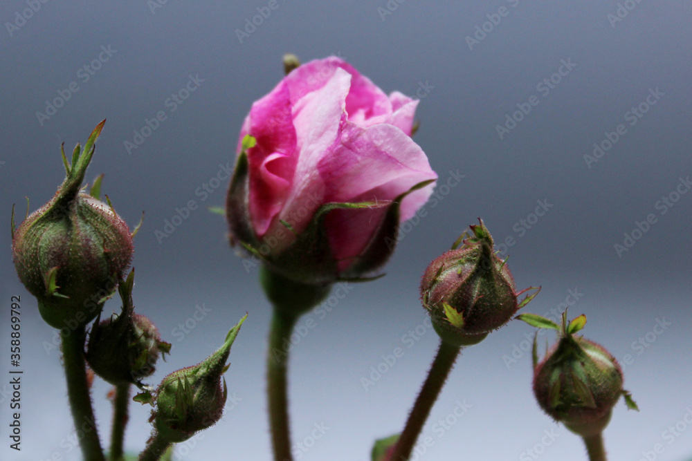 Fototapeta premium Opening roses buds on gray background. Beautiful flowers, horizontal view, blurry background.