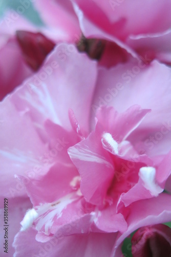 Fleure de laurier rose en pleine floraison pendant l'été  © Alyssa