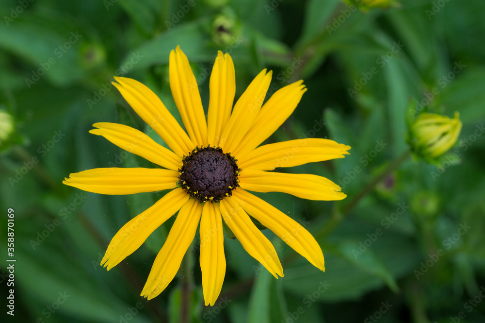 yellow flower on green background
