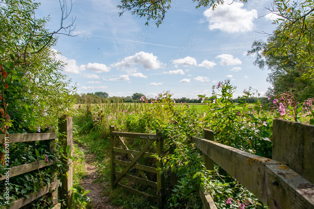 wooden fence on a meadow