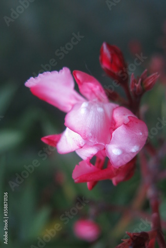 Fleure de laurier rose en pleine floraison pendant l'été tres belle fleure 