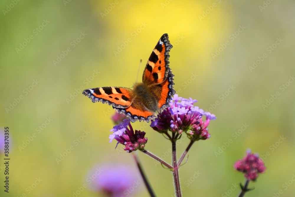 small tortoiseshell butterfly, Aglais urticae, on purple loosestrife and verbena blossom small tortoiseshell butterfly, Aglais urticae, on purple loosestrife and verbena blossom