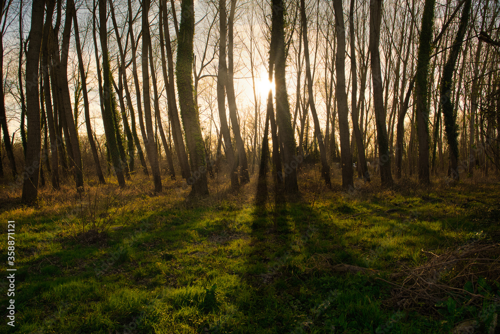 Fototapeta premium Foret