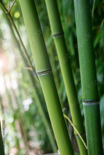 Fototapeta Naklejka Na Ścianę i Meble -  Closeup of bamboo forest in a japanese garden