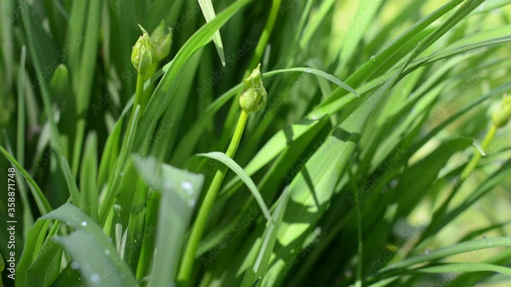 Daylilies. A flower in the spring. Green leaves, Bud, fresh grass Daylilies. A flower in the spring. Green leaves, Bud, fresh grass