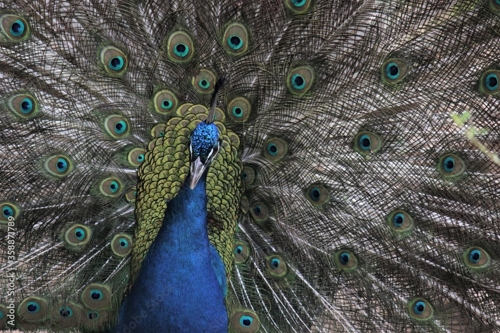 Obraz premium peacock with feathers out