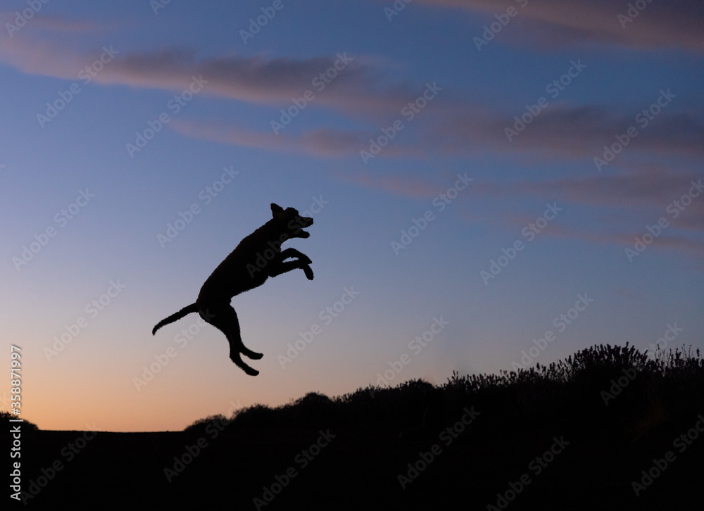 Silhouette of a jumping dog