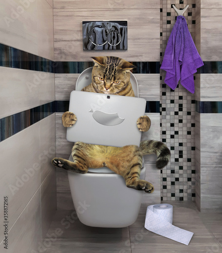 The beige cat is sitting on a white toilet bowl and watching a laptop in the bathroom.