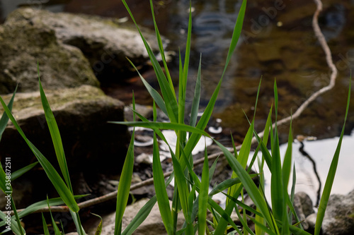 Grass on the river © Revolution