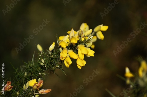 Genista Anglica, Petty Whin, Needle Furze or Needle Whin. It is a shrubby flowering plant of the family Fabaceae. photo