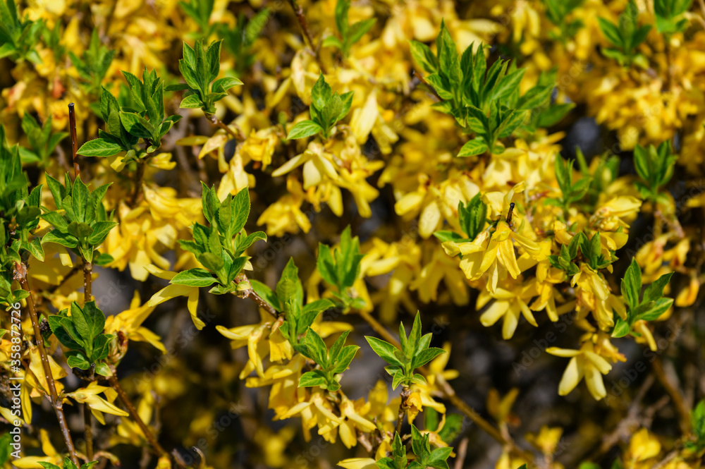 Yellow flowers of golden rain frangipani. Yellow flowers of golden rain frangipani.