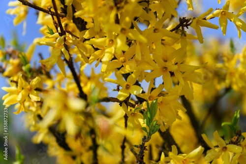 Yellow flowers of golden rain frangipani.