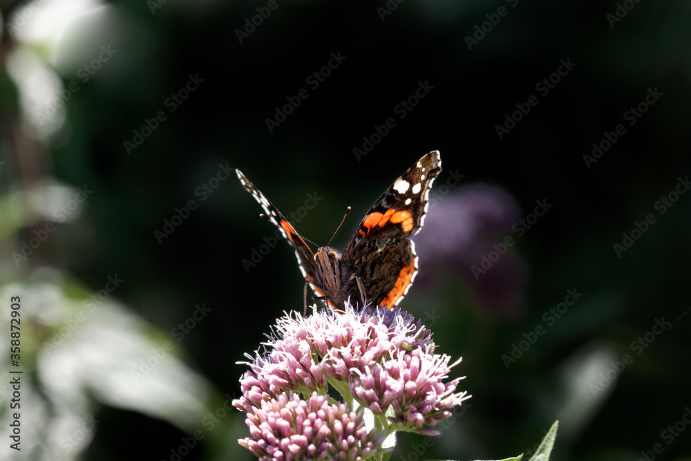 A Red Admiral Butterfly nectaring on pink flowers. A Red Admiral Butterfly nectaring on pink flowers.