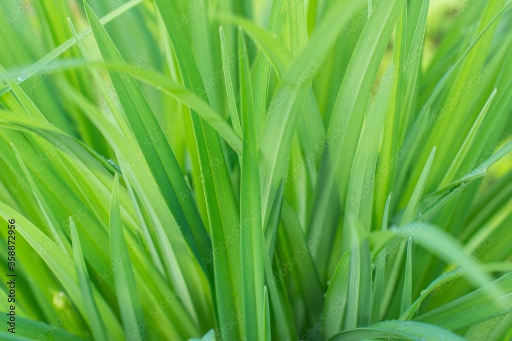 Fresh green grass. Sunlight, day, bright juicy Fresh green grass. Sunlight, day, bright juicy