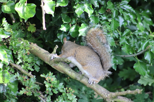 squirrel on the tree