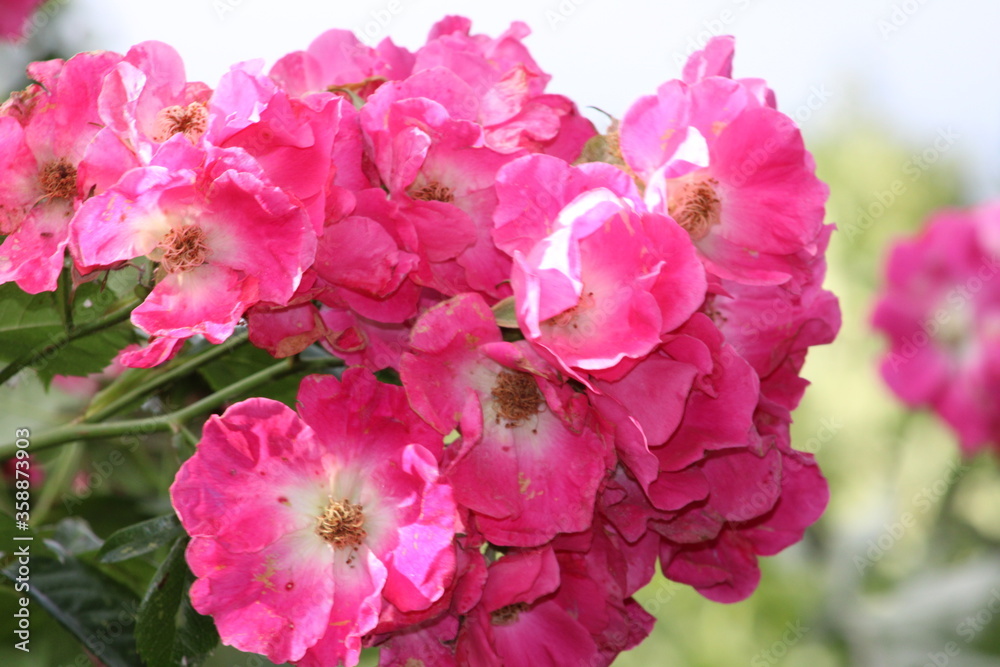 pink rose bush