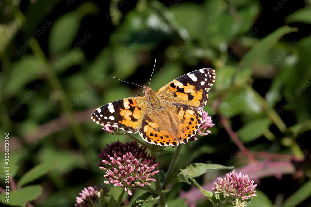 A Painted Lady Butterfly nectaring on small pink flowers.
A Painted Lady Butterfly nectaring on small pink flowers.
