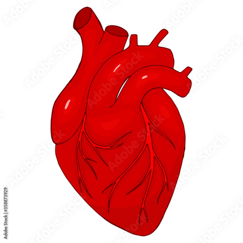 Human heart on a white background. Vector isolated object. Anatomy and human internal organs.