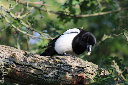 magpie on branch