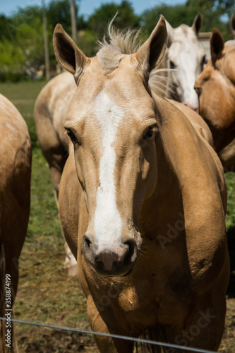 Close-up of the head of a Creole horse on the day of tradition in San Antonio de Areco, Argentina.