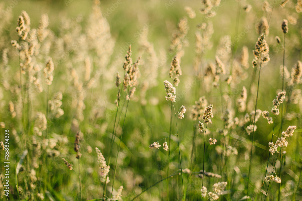 wheat field in summer