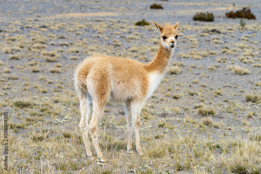 Obraz premium Wildlife at the Chimborazo Wildlife Reserve in Ecuador