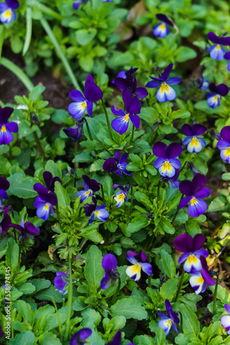 An old wooden barrel with colorful pansies blooming in it.