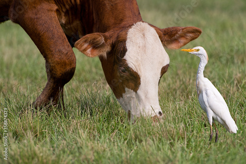 Cattle Egret Standing Near Cow Grazing in a Pasture in Rural Louisiana  photo