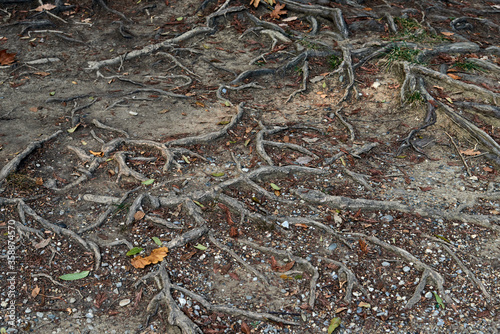 nature, ecology concept - outdoor natural image of roots of an old tree