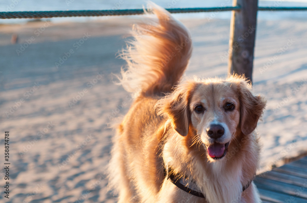 Big redhead dog walks by wooden walkway at the seaside. Dog looking to the camera Golden hour Big redhead dog walks by wooden walkway at the seaside. Dog looking to the camera Golden hour