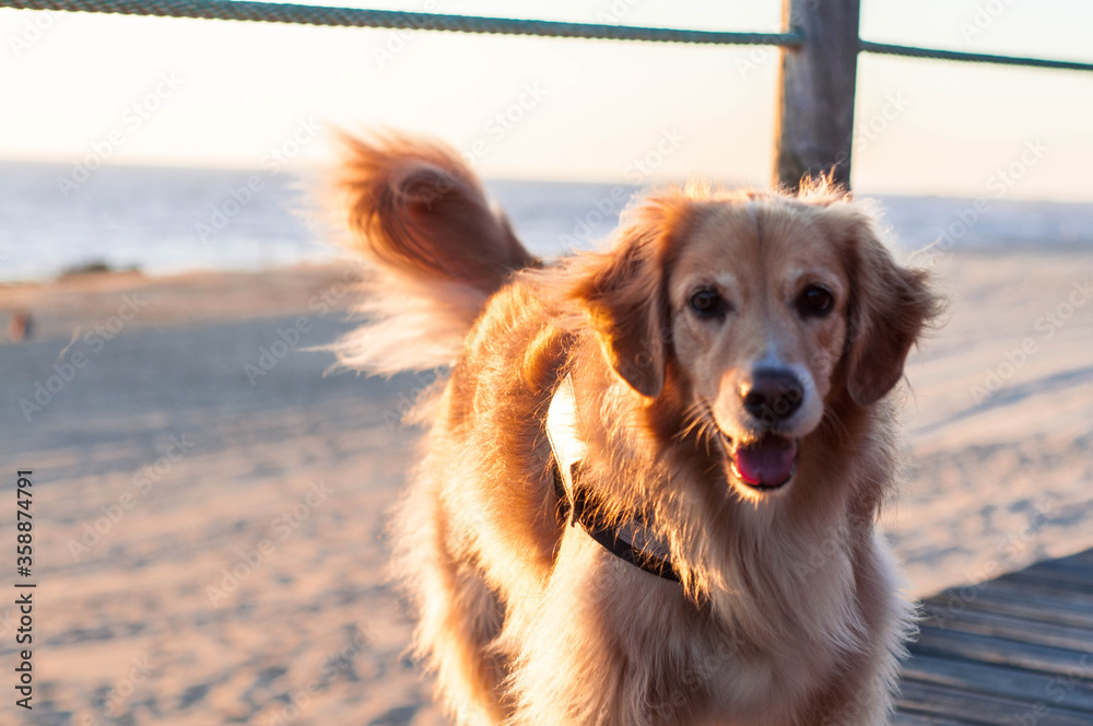 Big redhead  dog walks by  wooden walkway at the seaside. Dog looking to the camera Golden hour