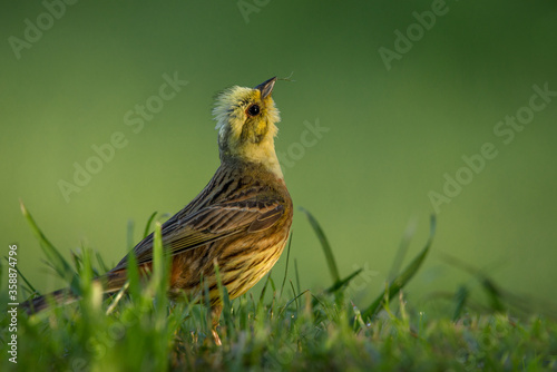 Śpiewający ptak