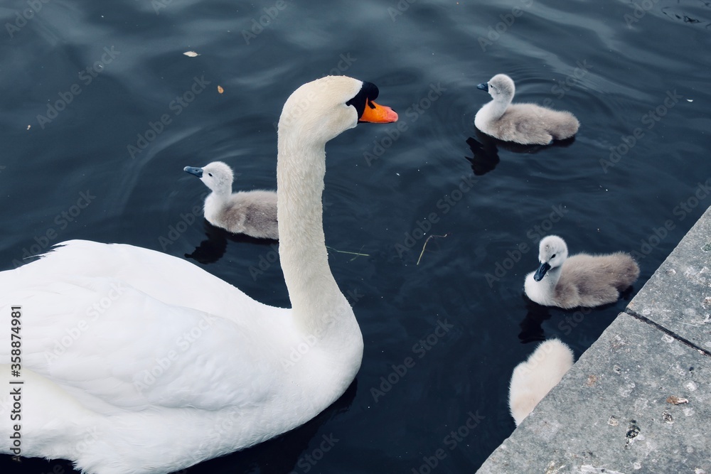 Fototapeta premium swans