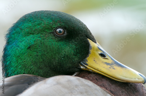 Close Up View of Mallard Drake Head 