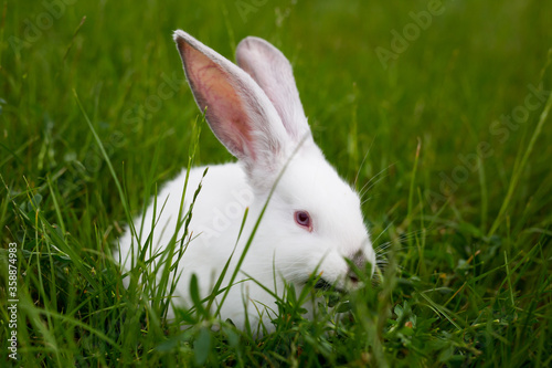 One white rabbit eating grass closeup.