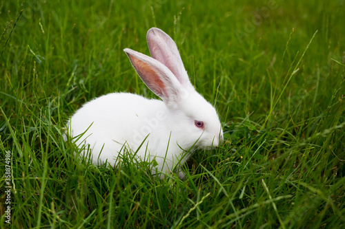 One white rabbit eating grass closeup.