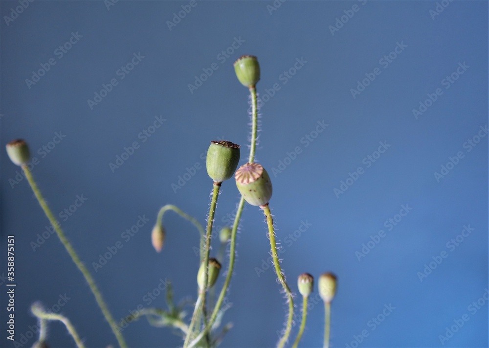 poppy boxes wild flowers on a blue background Interior composition, reference for drawing, background poppy boxes wild flowers on a blue background Interior composition, reference for drawing, background