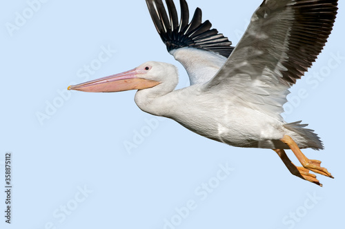 American White Pelican in Flight in Baton Rouge Louisiana © Bonnie Taylor Barry 