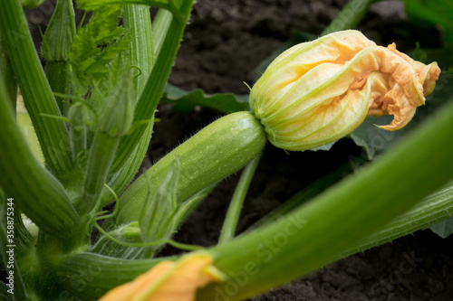 One young growing zucchini with flower. Growing long pumpkin close up.