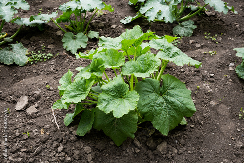 Pumpkin plant growing in a dark soil. Plant without outgrowth.