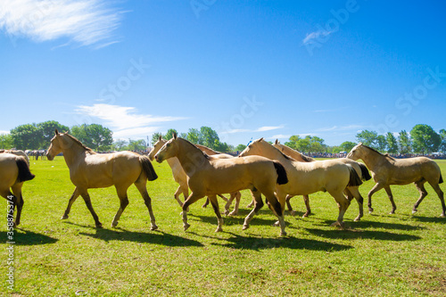 Tropillas of horses walking across the plain on the day of tradition in San Antonio de Areco  Argentina.