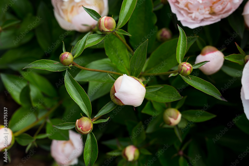 Peony flower buds at the background of green leaves. Soft , selective focus. Peony flower buds at the background of green leaves. Soft , selective focus.