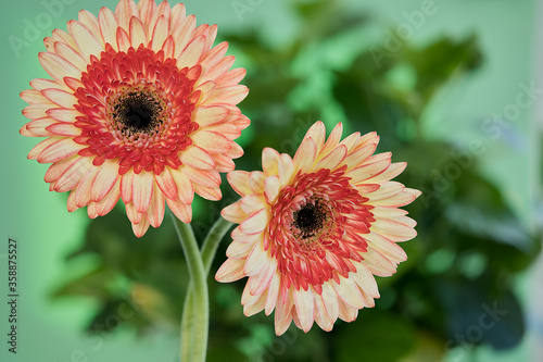 Close-up of two gerbera daisies flowers in red and yellow tones on a background of green leaves.