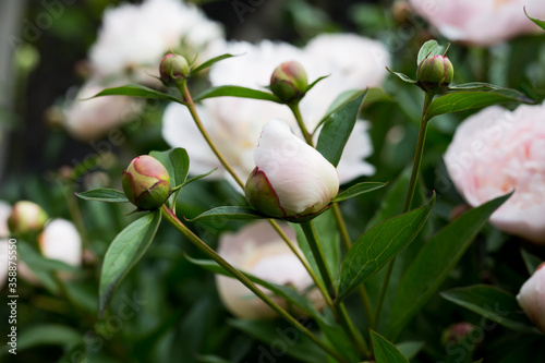 Beautiful picture of white, pink Peony buds. Candid picture with selective focus. Neutral edit.