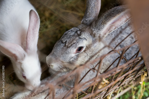 Canvas-taulu Live domestic rabbit in captivity close up