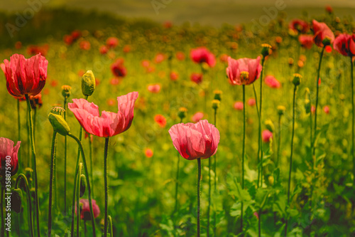 Wiese mit Blumen Mohn Mohnblumen Papaver