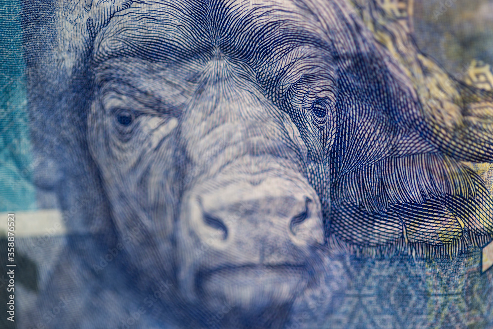 Zar R 1000 Notes Foto de Horizontal macro detail of a cape buffalo on the reverse of a ...