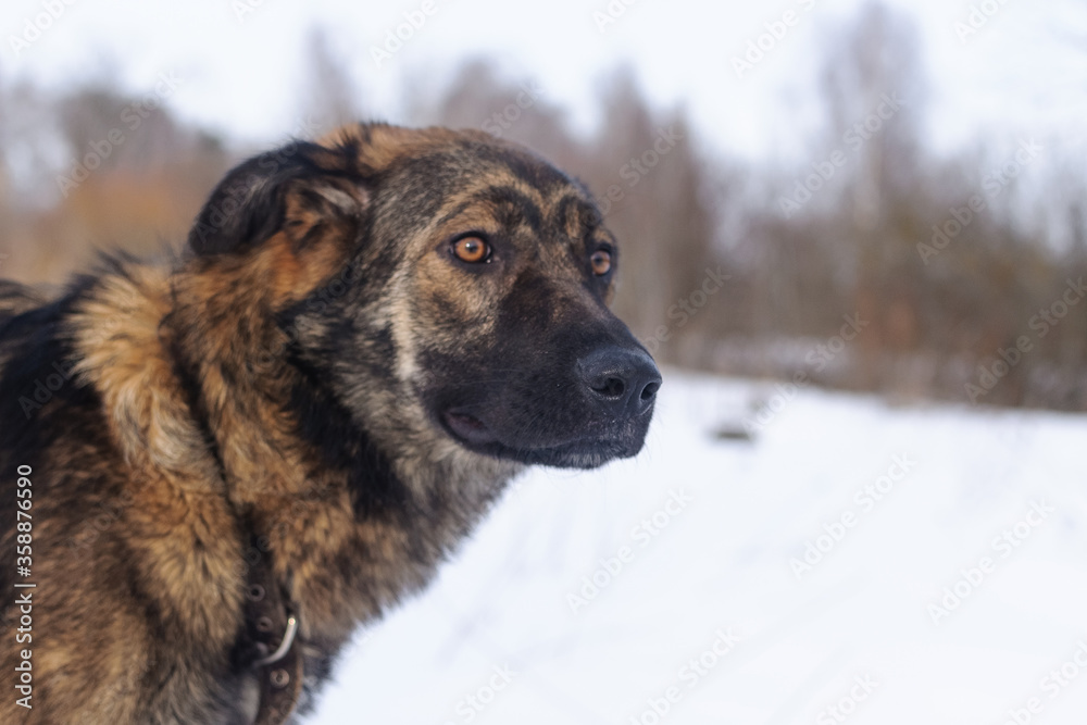 Naklejka premium dog in winter in the snow