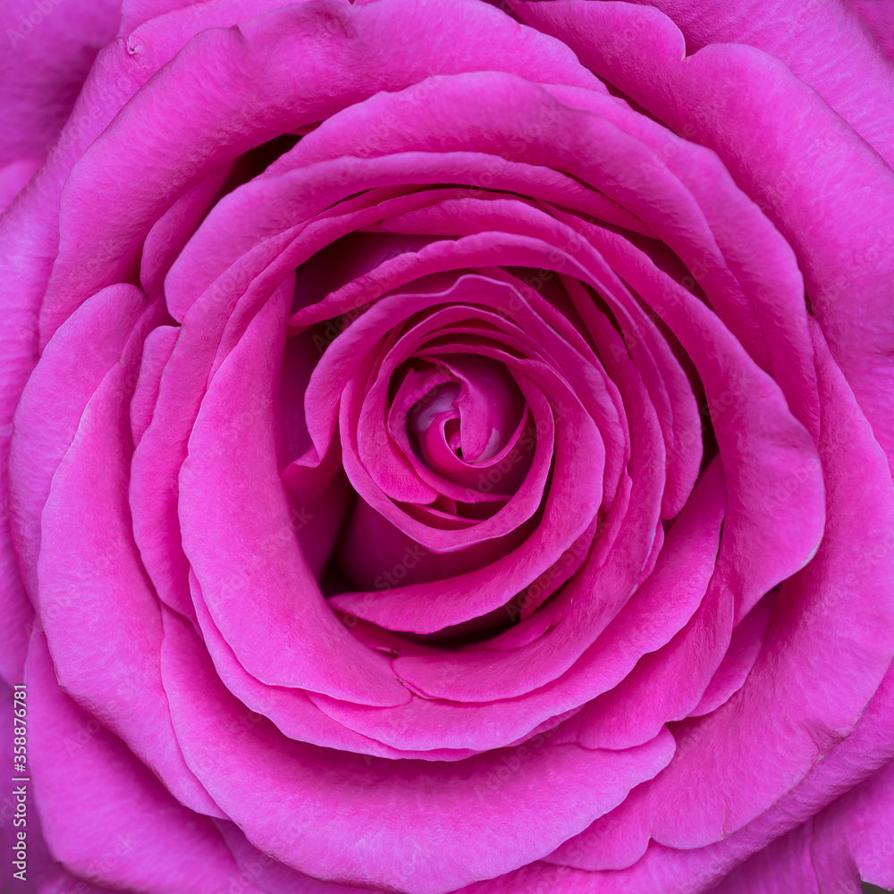 Fresh purple rose blossom macro full square frame Fresh purple rose blossom macro full square frame