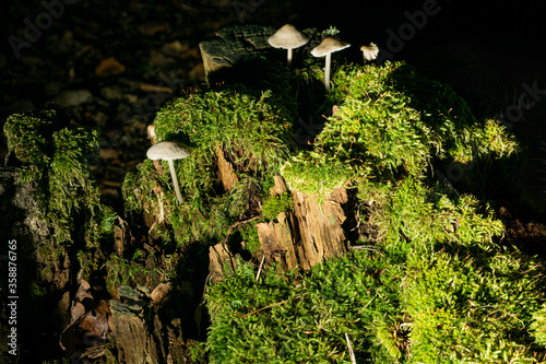 moss on tree stump